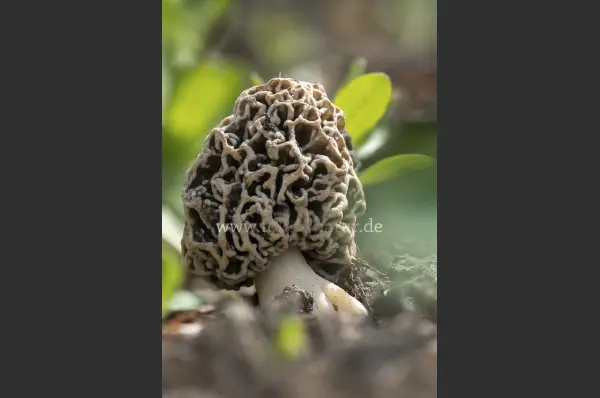 Fokus-Natur Bild