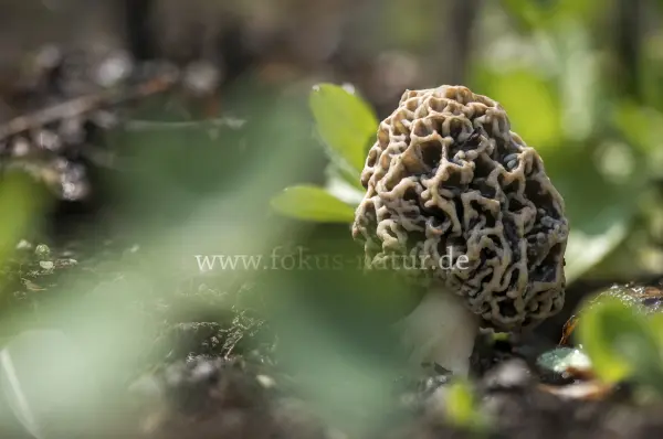 Fokus-Natur Bild