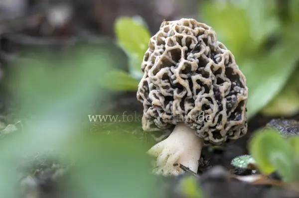 Fokus-Natur Bild