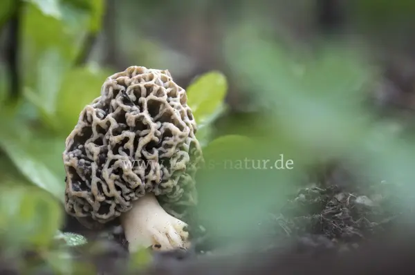 Fokus-Natur Bild