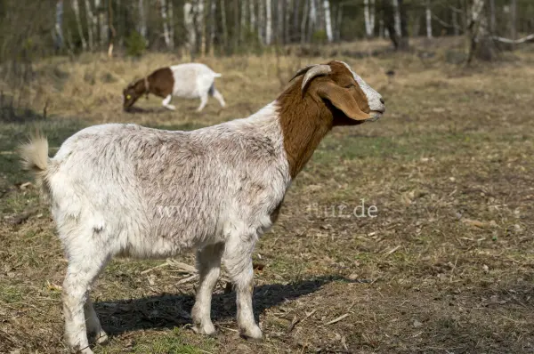 Fokus-Natur Bild