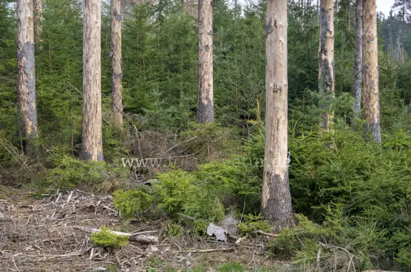 Fokus-Natur Bild
