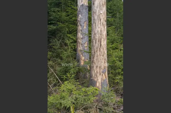 Fokus-Natur Bild