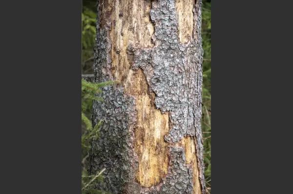 Fokus-Natur Bild