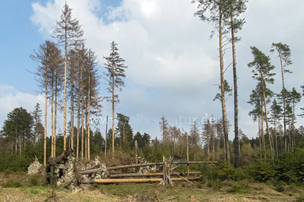Fokus-Natur Bild