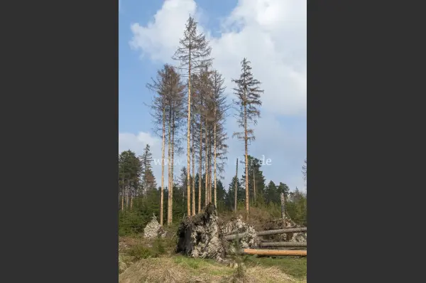 Fokus-Natur Bild
