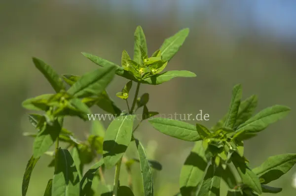 Fokus-Natur Bild