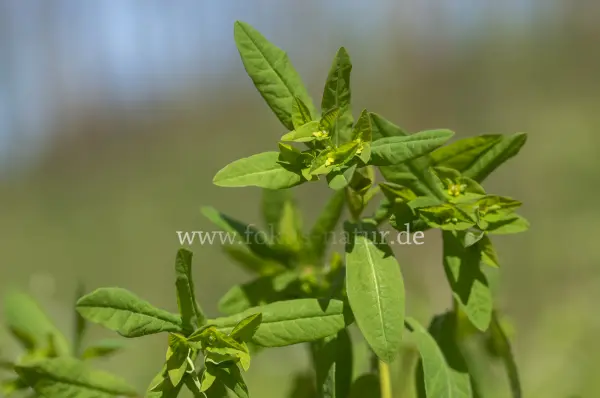 Fokus-Natur Bild