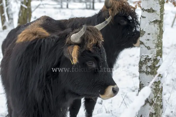 Fokus-Natur Bild
