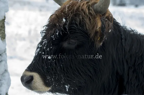 Fokus-Natur Bild