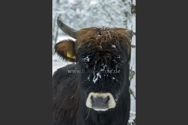 Fokus-Natur Bild