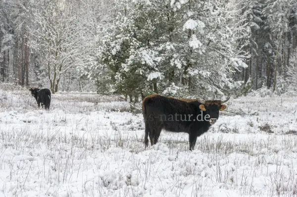 Fokus-Natur Bild