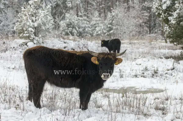 Fokus-Natur Bild