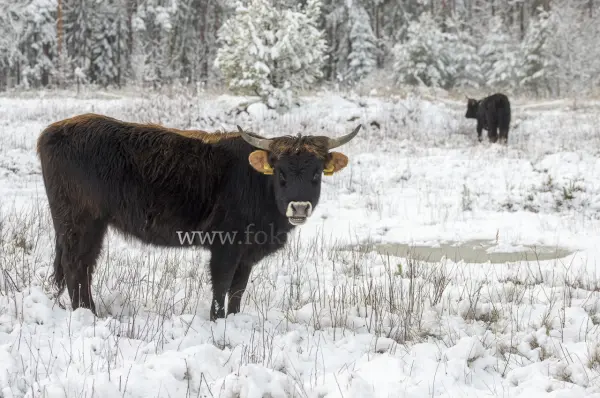Fokus-Natur Bild