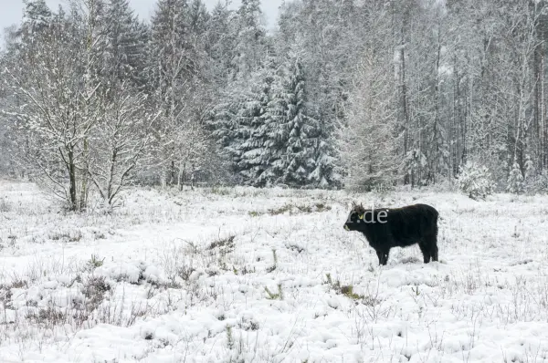 Fokus-Natur Bild