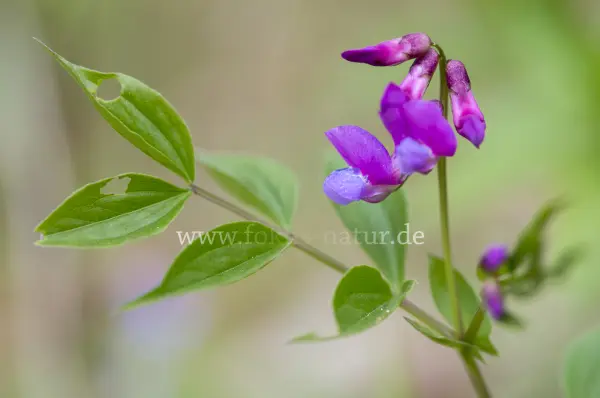 Fokus-Natur Bild