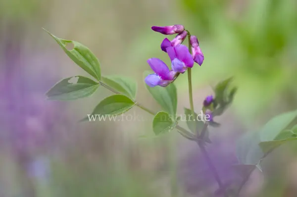Fokus-Natur Bild