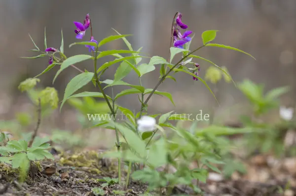 Fokus-Natur Bild
