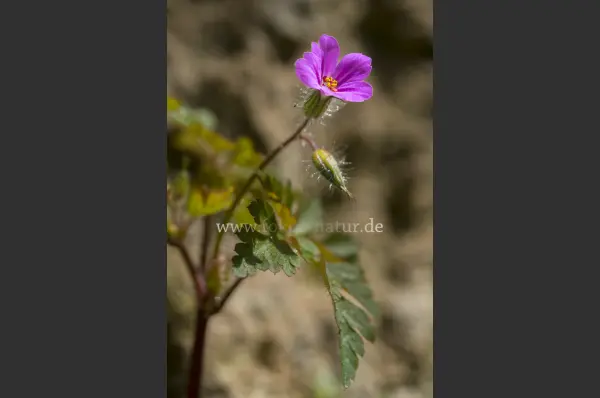Fokus-Natur Bild