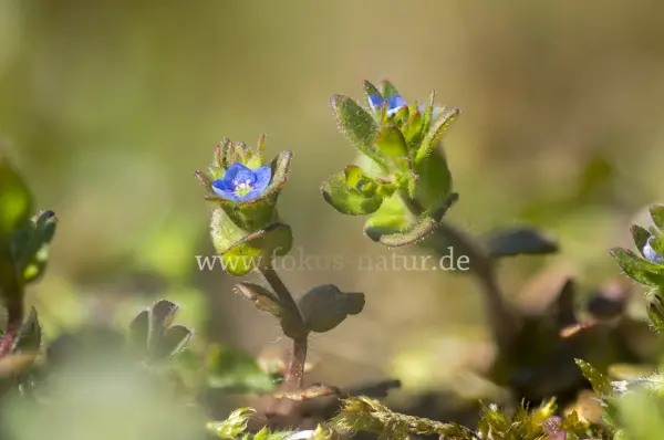 Fokus-Natur Bild