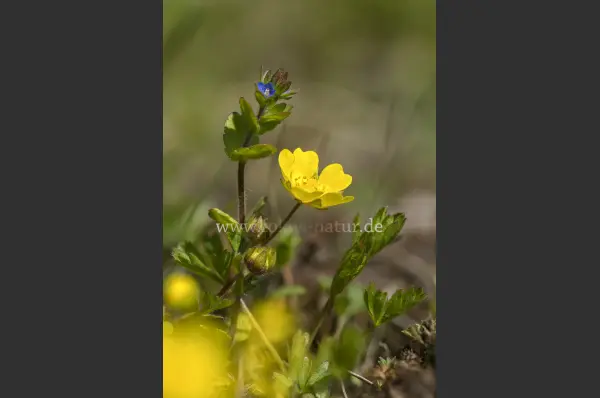 Fokus-Natur Bild
