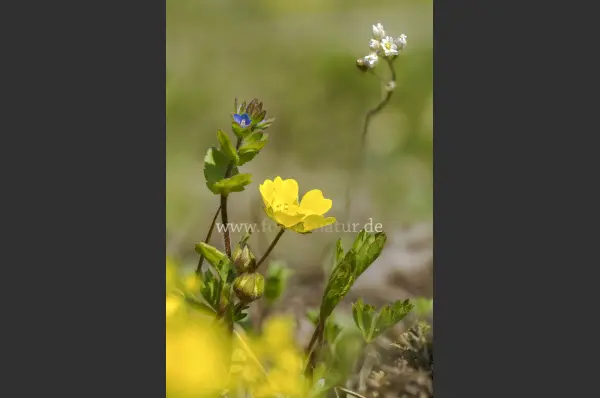 Fokus-Natur Bild
