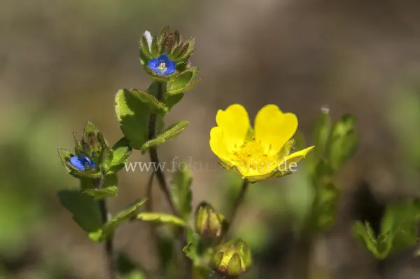 Fokus-Natur Bild