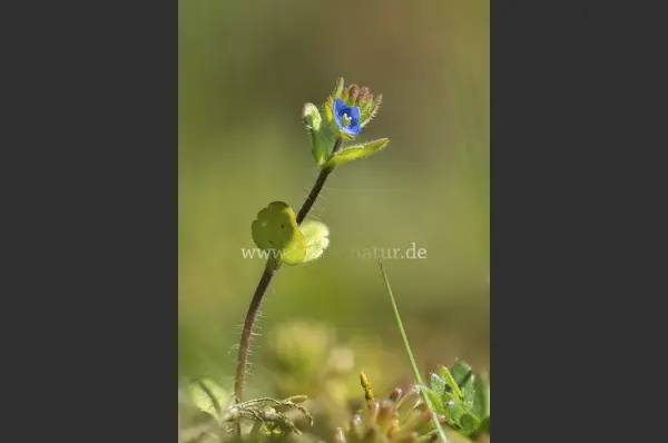 Fokus-Natur Bild