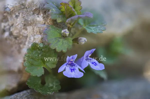 Fokus-Natur Bild