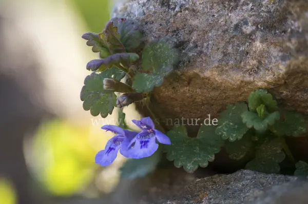 Fokus-Natur Bild