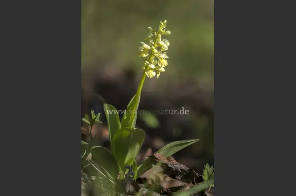 Fokus-Natur Bild