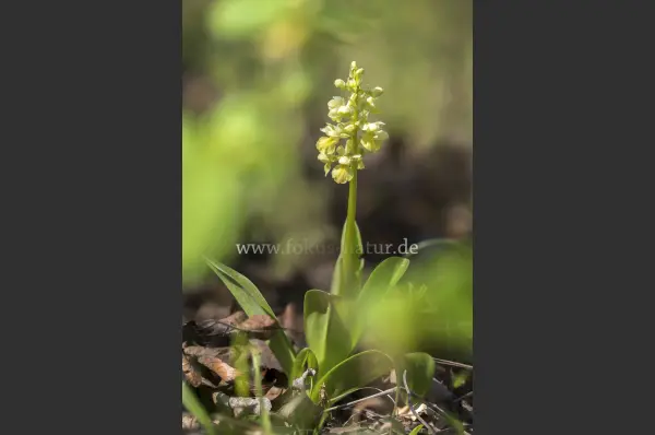 Fokus-Natur Bild