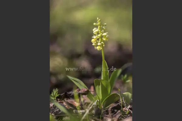Fokus-Natur Bild