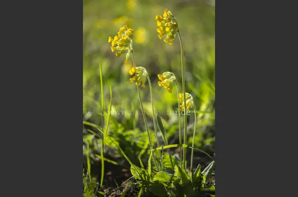 Fokus-Natur Bild