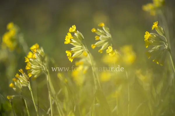 Fokus-Natur Bild
