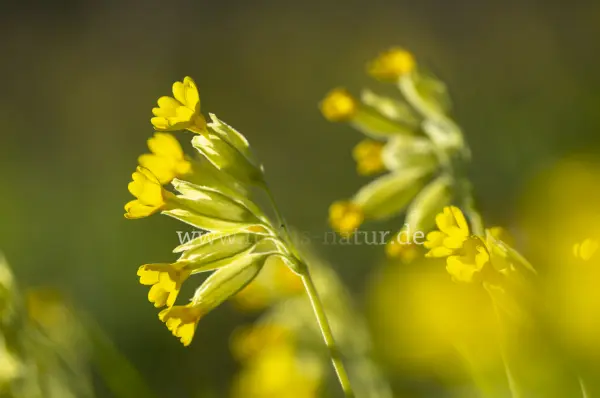 Fokus-Natur Bild