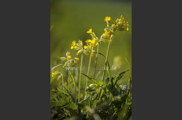 Fokus-Natur Bild