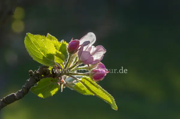 Fokus-Natur Bild