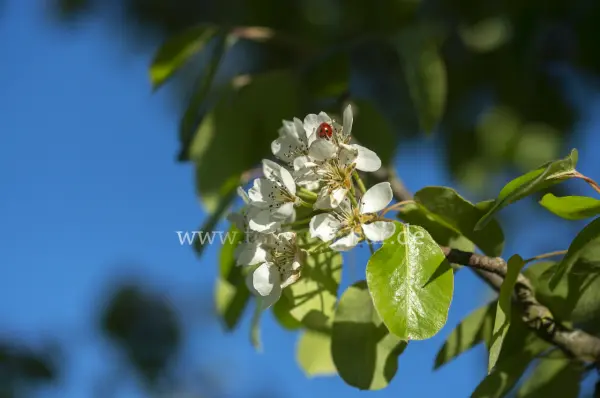 Fokus-Natur Bild