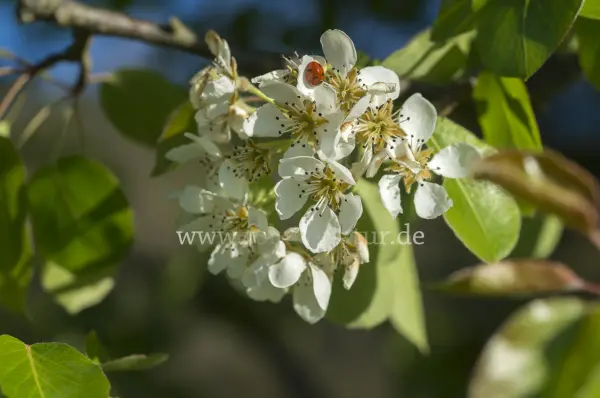 Fokus-Natur Bild