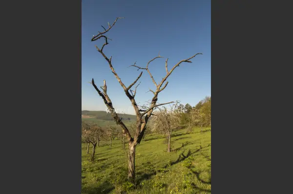 Fokus-Natur Bild