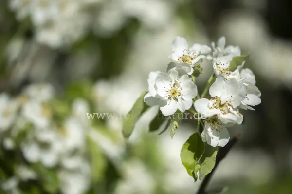 Fokus-Natur Bild