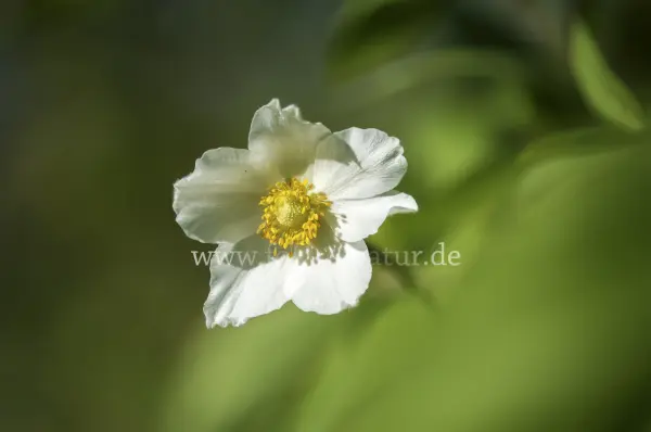 Fokus-Natur Bild
