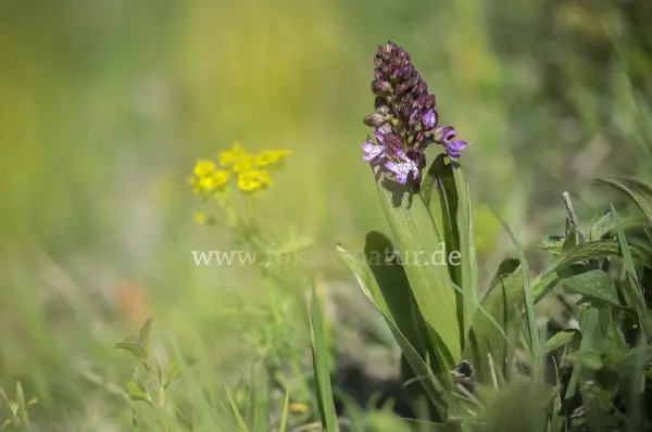 Fokus-Natur Bild