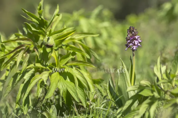 Fokus-Natur Bild