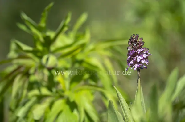 Fokus-Natur Bild