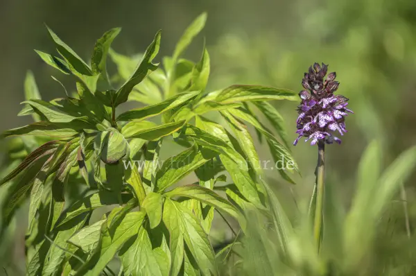 Fokus-Natur Bild