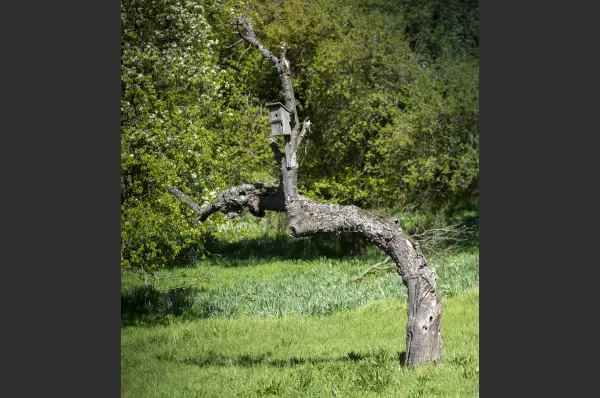 Fokus-Natur Bild