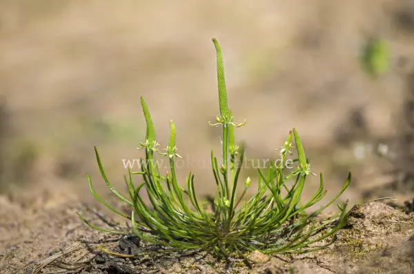 Fokus-Natur Bild