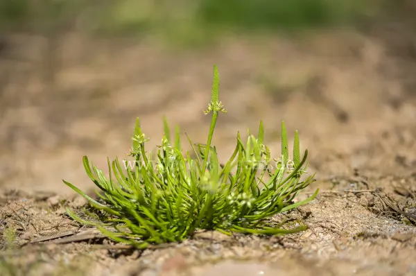 Fokus-Natur Bild